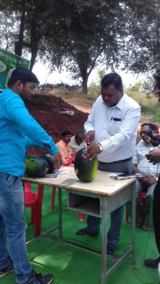 त्यानंतर ६ फूट अंतराचे बेड तयार केले. त्यावर मल्चिंग पेपर अंथरुण ठिबक सिंचन केले़ त्यानंतर दीड फूट अंतरावर एक कलिंगडाचे रोप याप्रमाणे ६ हजार रोपांची लागवड केली.