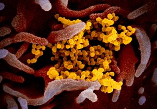 Image result for coronavirus Live